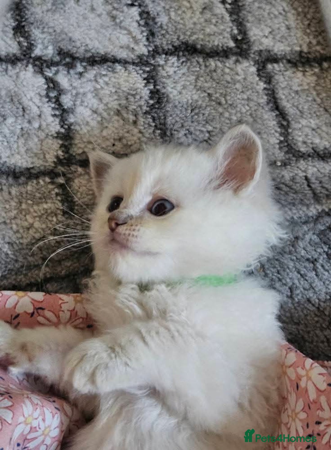 Ragdoll cats for sale: Lilac and blue tica ans Gccf registered ragdolls. - Image 24