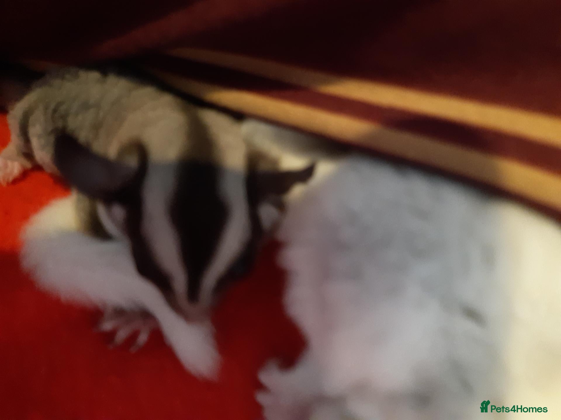Sugar Glider rodents Sugar gliders - Advert 2