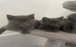 British Shorthair cats for sale: BTS x Ragdoll - Image 3