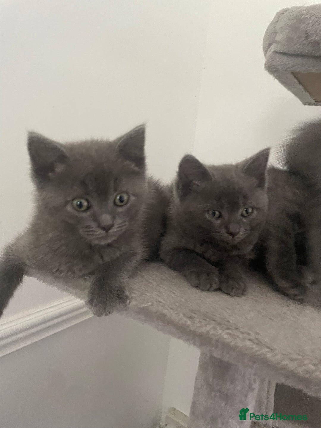 British Shorthair cats for sale: BTS x Ragdoll - Image 3