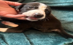 Mixed Breed dogs for sale: Beautiful whippet cross labrador(collie) puppies  - Image 25