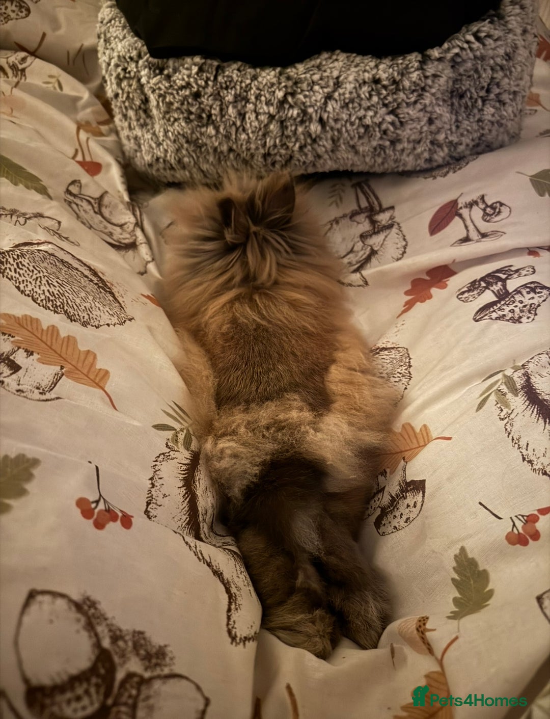 Lionhead rabbits for sale: Male Lionhead Rabbit Looking for loving home - Advert 5