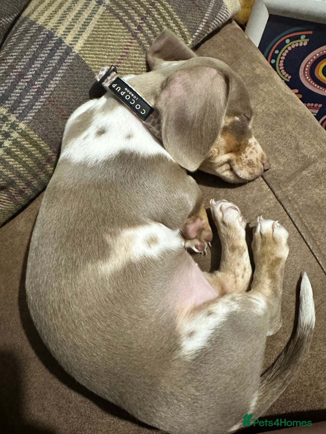 Miniature Dachshund dogs for sale: Mabel - Advert 6