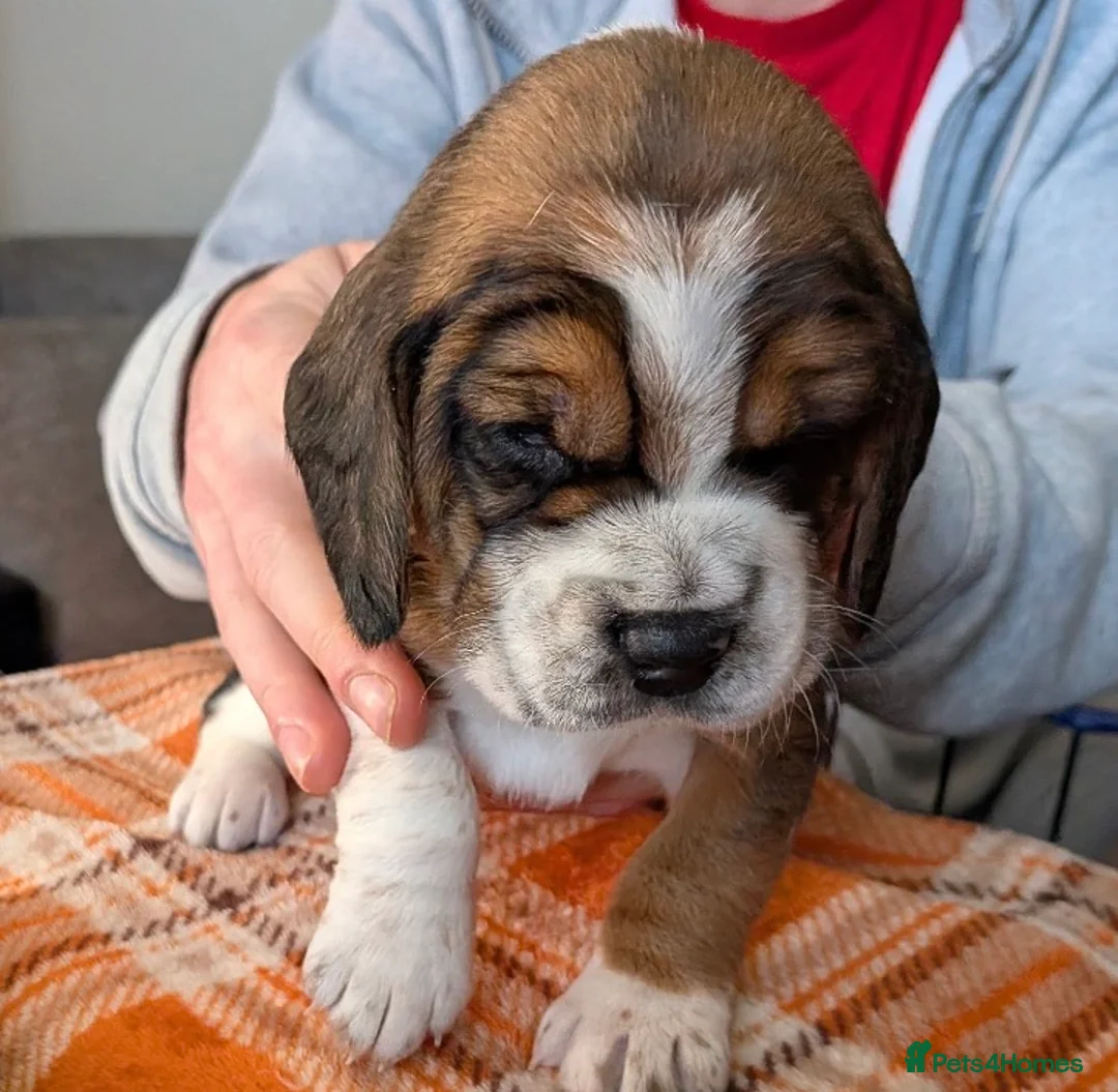 Beagle dogs for sale: 2 Femals Beagles Available  - Advert 2