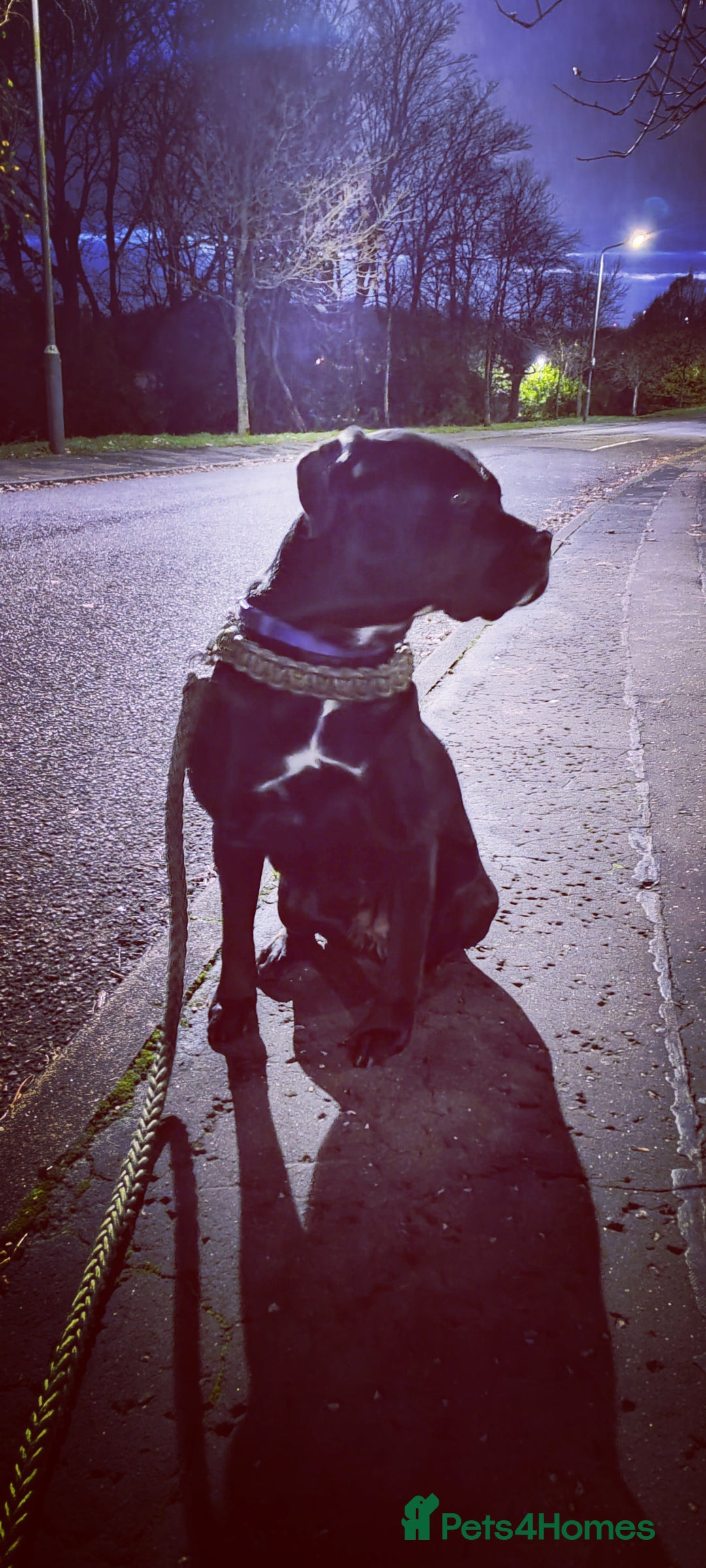 Cane Corso dogs for sale: Cane Corso  - Advert 13