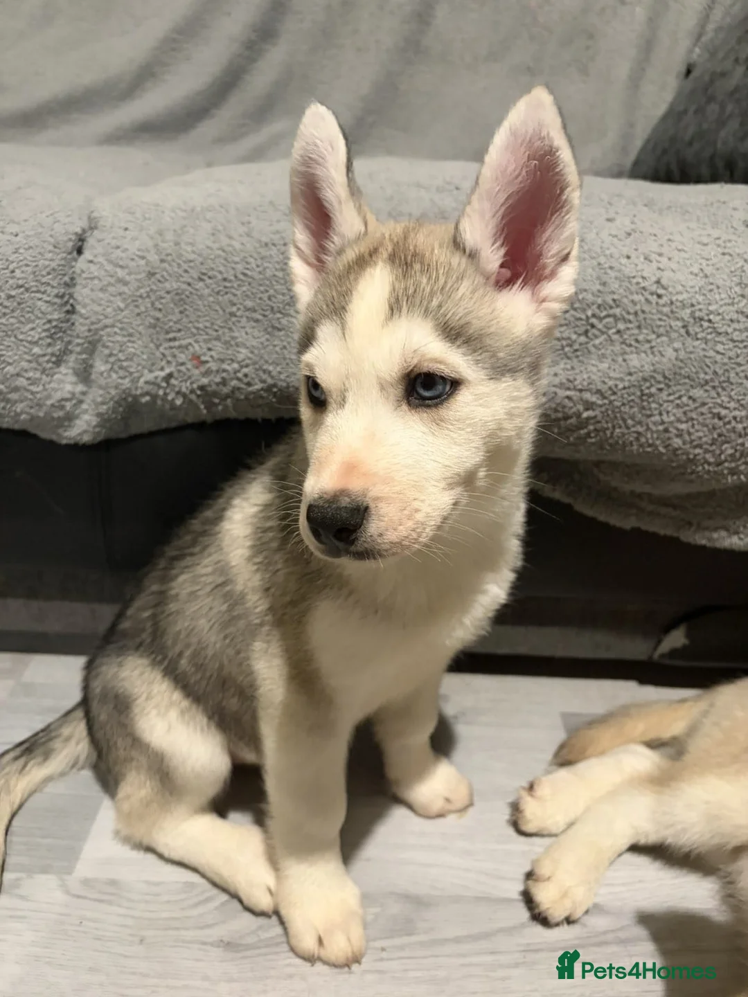 Siberian Husky dogs for sale: Husky - Advert 5