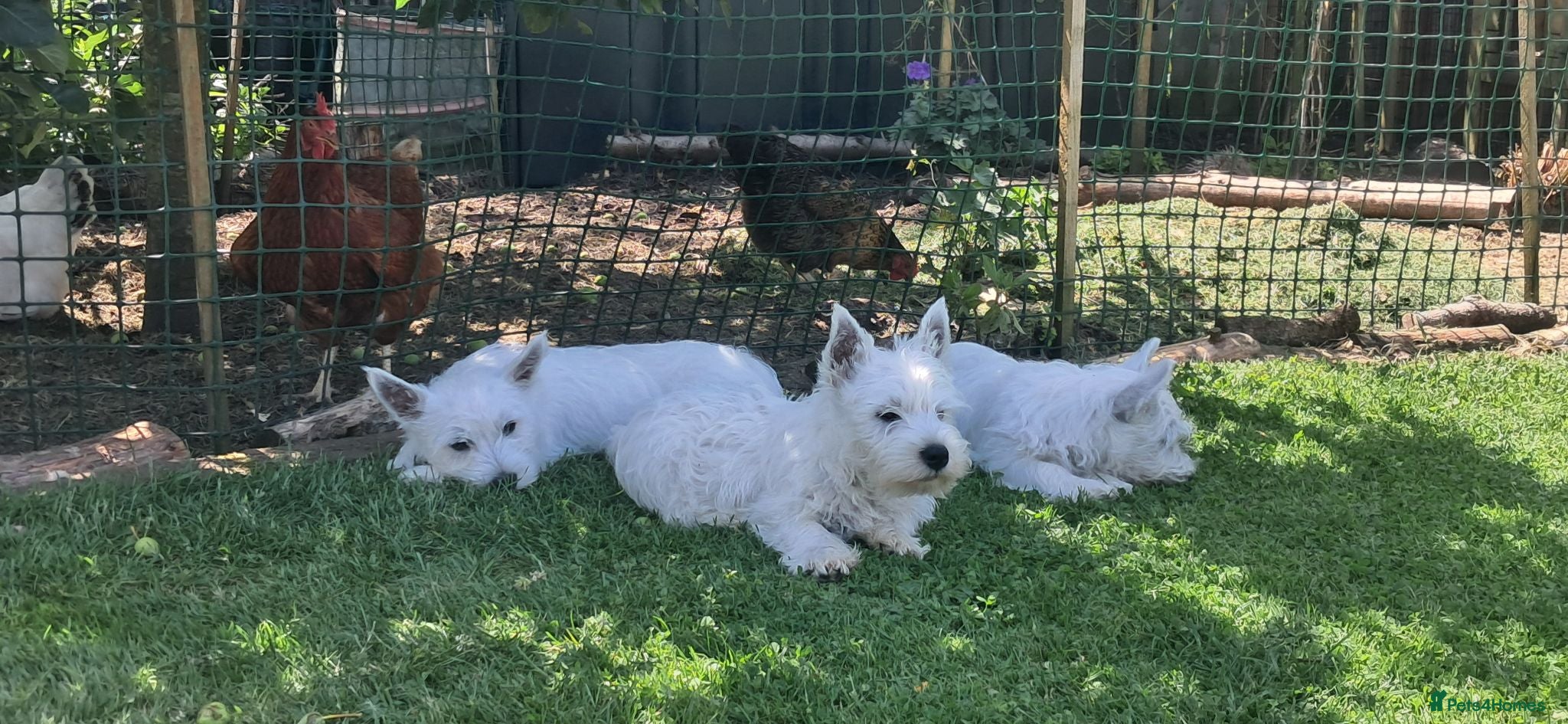 West Highland Terrier dogs West highland white terrier  - Advert 1
