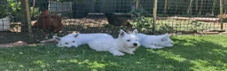 West Highland Terrier dogs for sale: West highland white terrier  - Advert 18