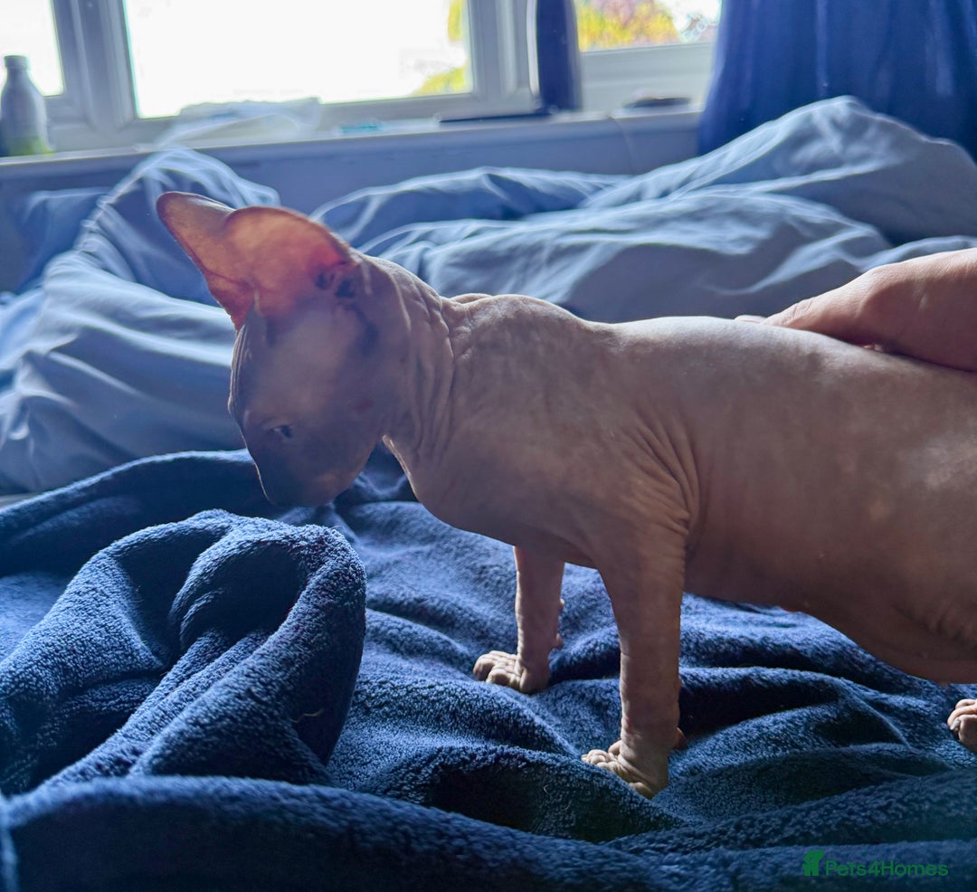 Sphynx cats for sale: female sphynx kitten - Image 6