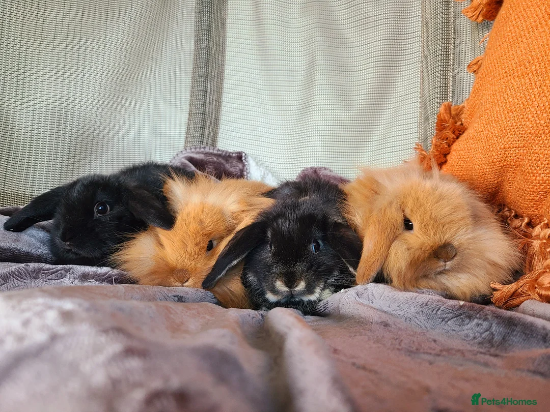 Mixed Breed rabbits for sale: Mix Breed Lop Bunnies  - Advert 11