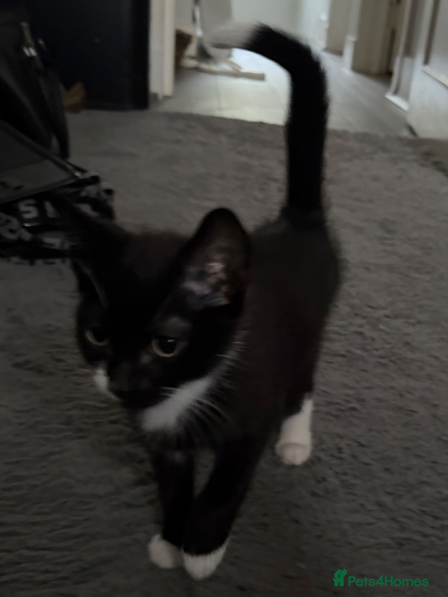 American Shorthair cats tuxedo/tortoiseshell kitten - Advert 1