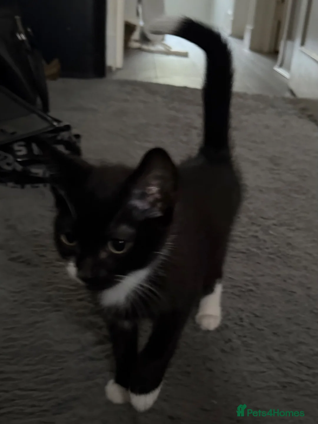 American Shorthair cats for sale: tuxedo/tortoiseshell kitten in London - Advert 1