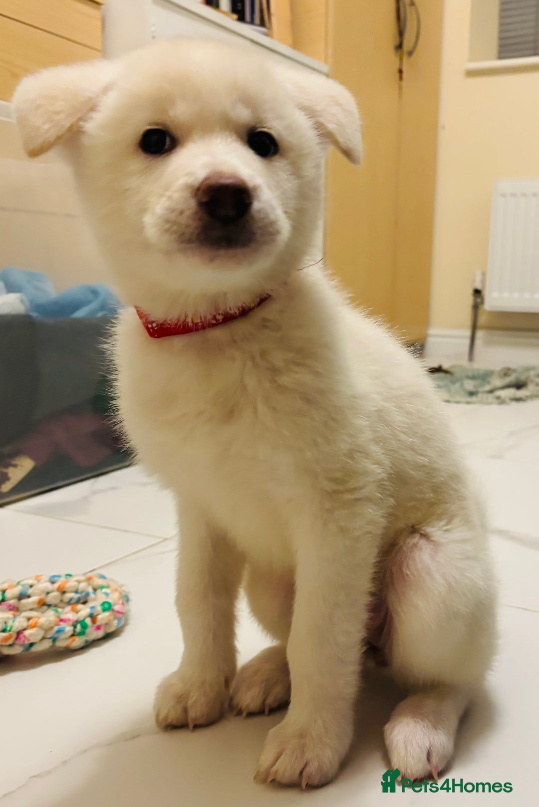 Japanese Akita Inu dogs for sale: Young Angel Akita & her Puppies for good homes 💜 - Advert 14