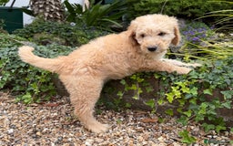 Goldendoodle dogs for sale: F1B Goldendoodle Puppies from a Therapy Dog - Image 1