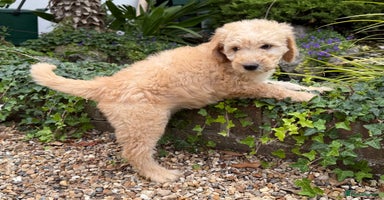 Goldendoodle dogs - Advert 11