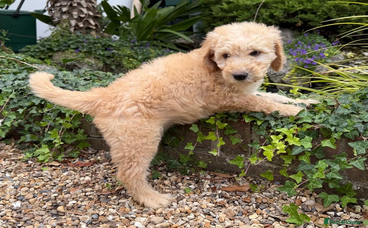 Goldendoodle dogs - Advert 3
