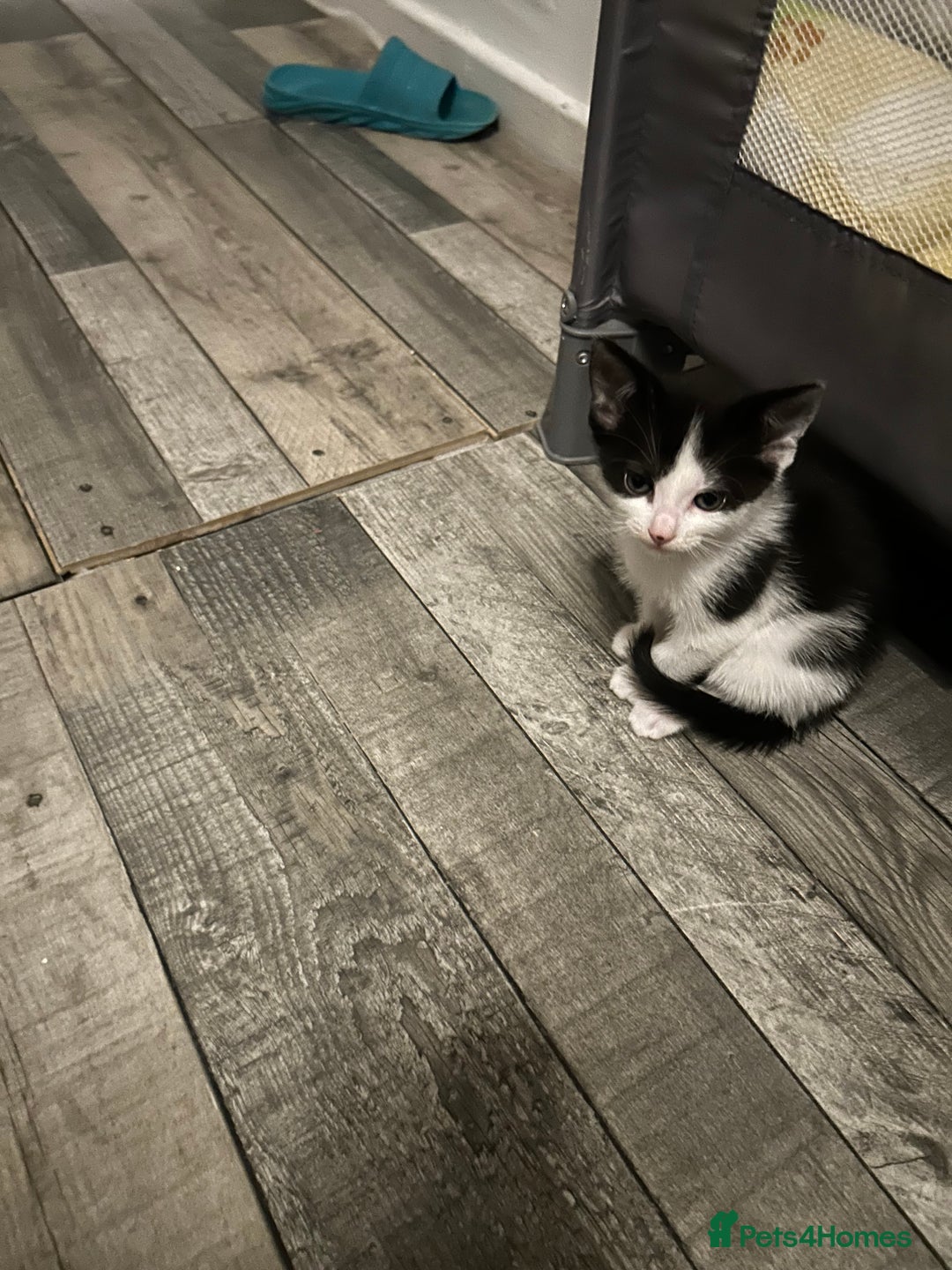 Mixed Breed cats for sale: Kittens are ready now 8 weeks old  - Advert 11