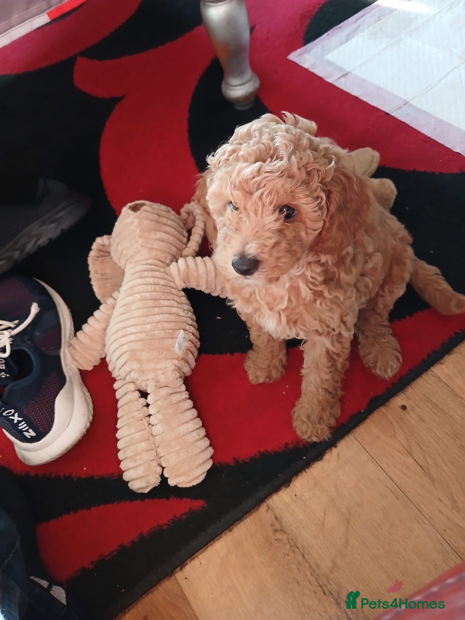 Toy Poodle dogs 2 toy poodle for sale  - Advert 4