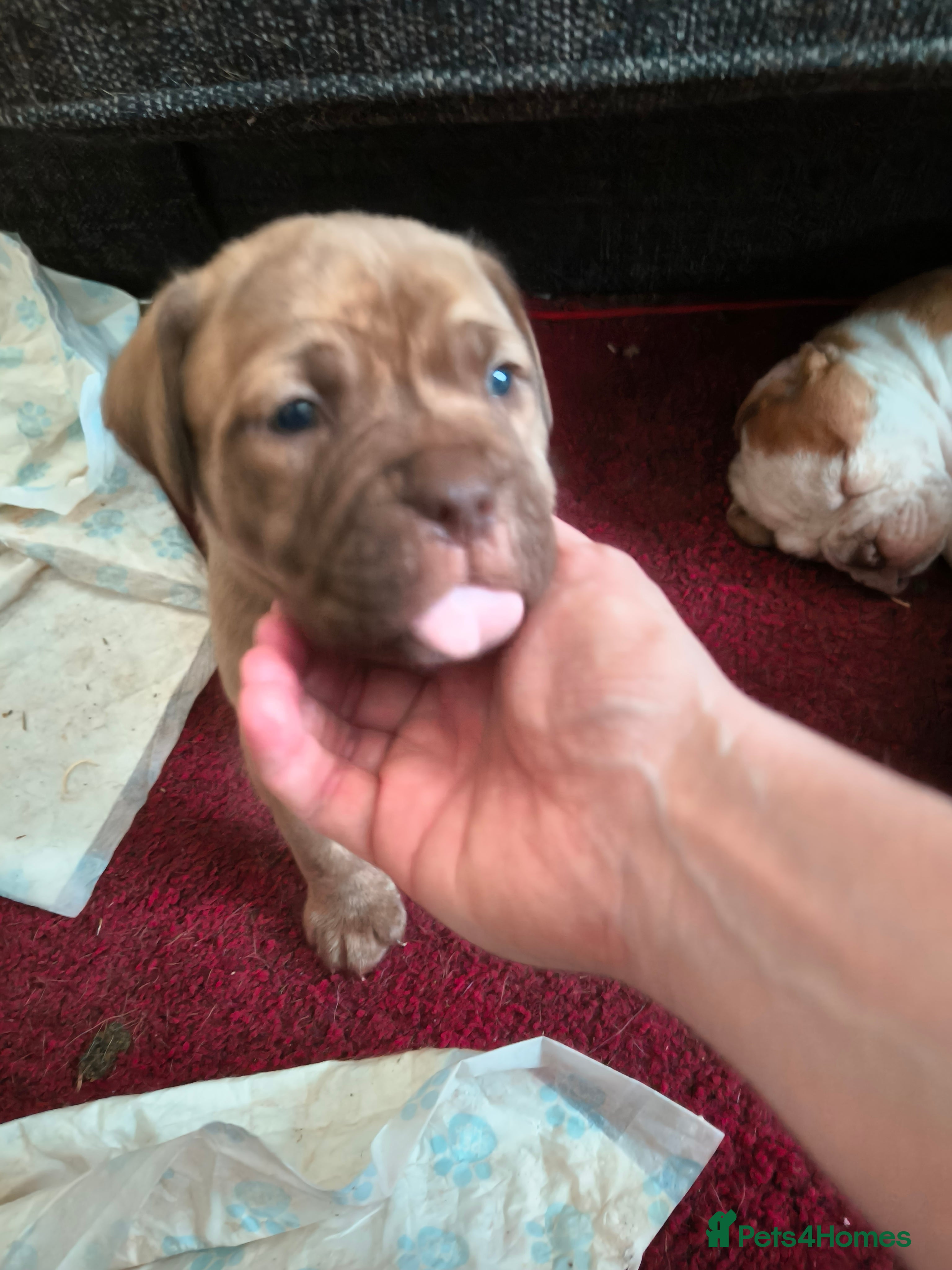 Mixed Breed dogs Dogue de bordeaux cross old time english bulldog in Newcastle upon Tyne - Advert 10