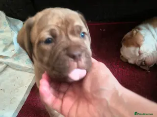 Mixed Breed dogs Dogue de bordeaux cross old time english bulldog in Newcastle upon Tyne - Advert 10