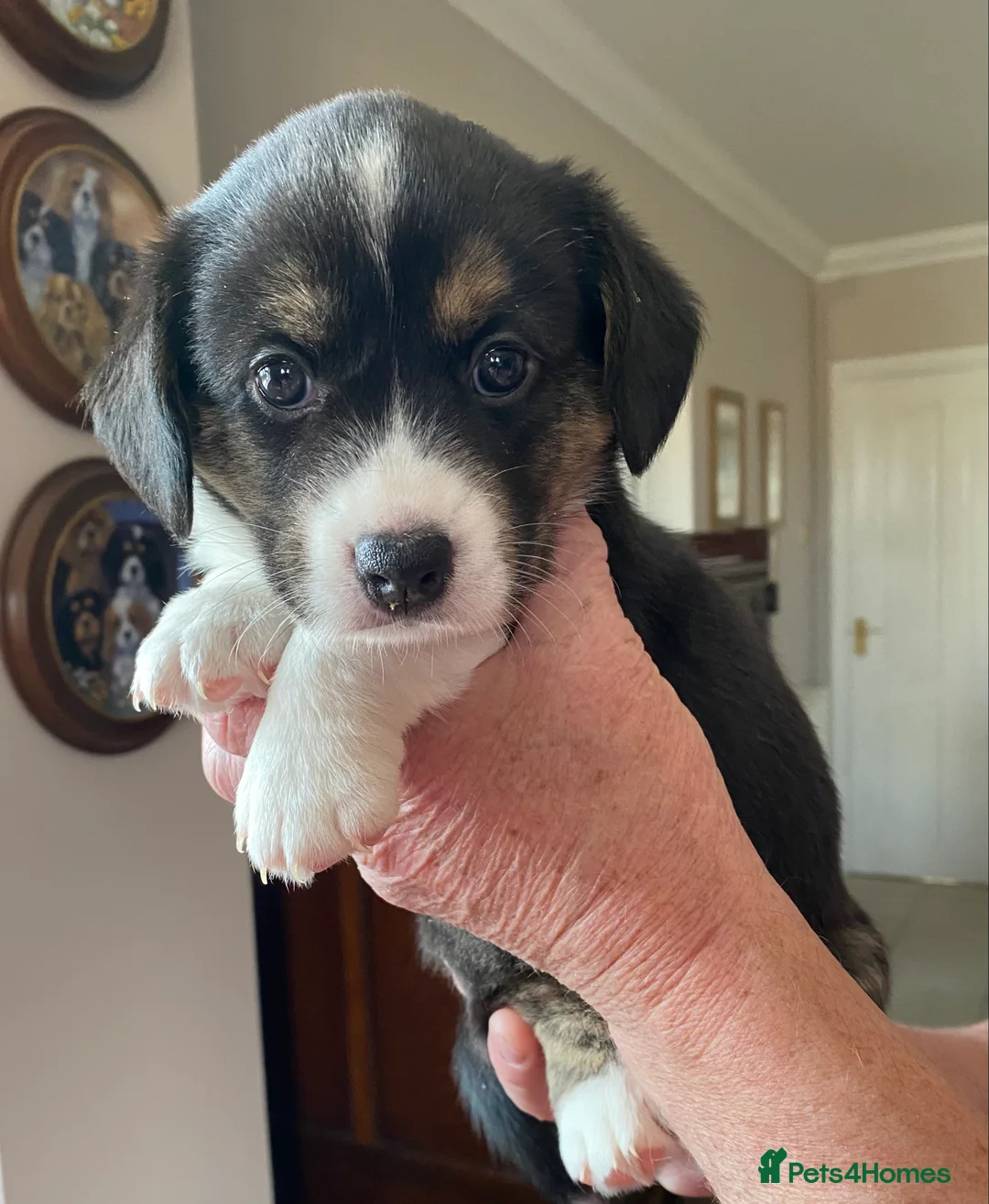 Welsh Corgi Cardigan dogs for sale: WELSH CARDIGAN CORGI BABIES - Advert 25