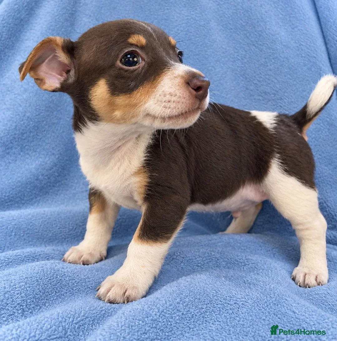 Jack Russell dogs for sale: Jack russles  in Wimborne - Advert 5