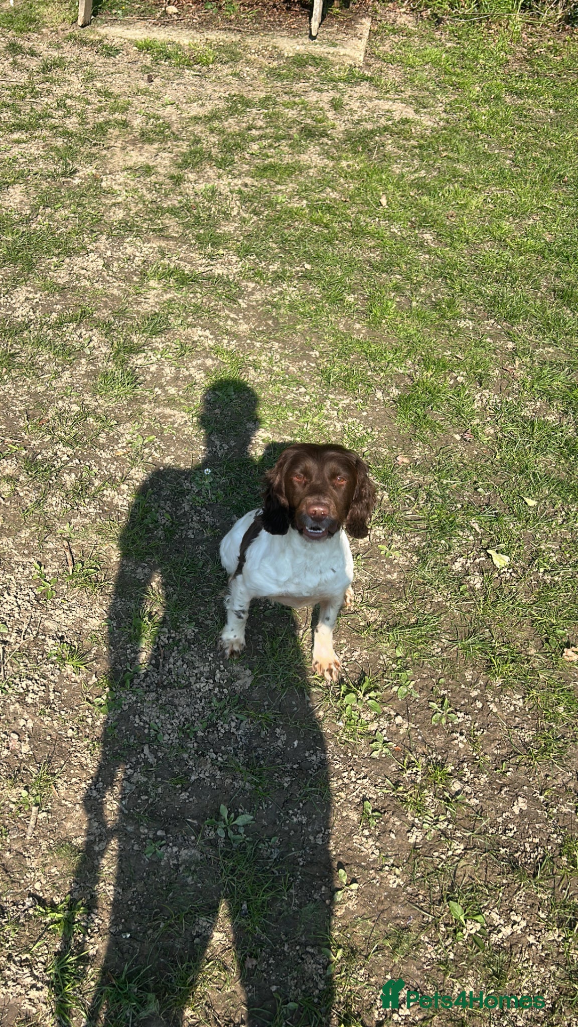 English Springer Spaniel dogs FTCH Springer spaniels liver and white  - Advert 1