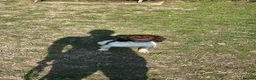 English Springer Spaniel dogs for sale: FTCH Springer spaniels liver and white  - Advert 1