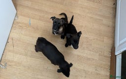Mixed Breed dogs for sale: Last 3 mixed breed puppies available  - Image 4