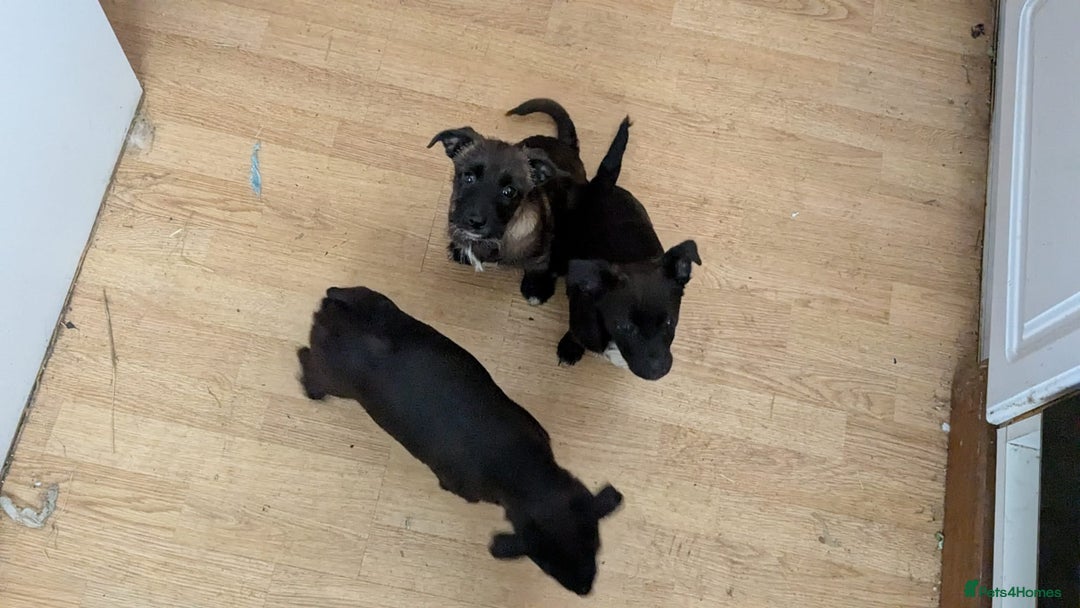 Mixed Breed dogs for sale: Last 3 mixed breed puppies available  - Image 4