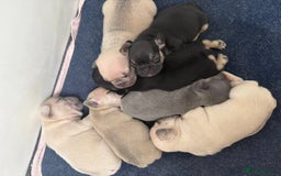 French Bulldog dogs for sale: Beautiful Pups – Looking for Their Forever Homes - Advert 4