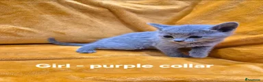 Girl - purple collar