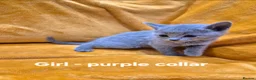 Russian Blue cats for sale: 5 girls and 2 boys Russian Blue - Advert 12
