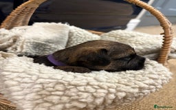 Border Terrier dogs for sale: Gorgeous Border Terrier Puppies looking for homes - Image 14