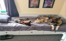 German Shepherd dogs for sale: Playful Socialised Girl - Image 4