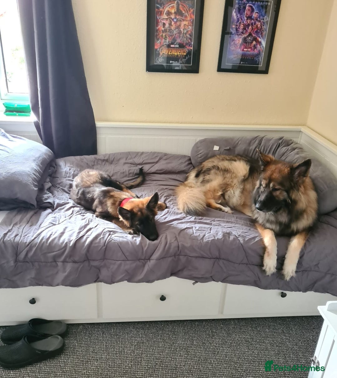 German Shepherd dogs for sale: Playful Socialised Girl - Image 4