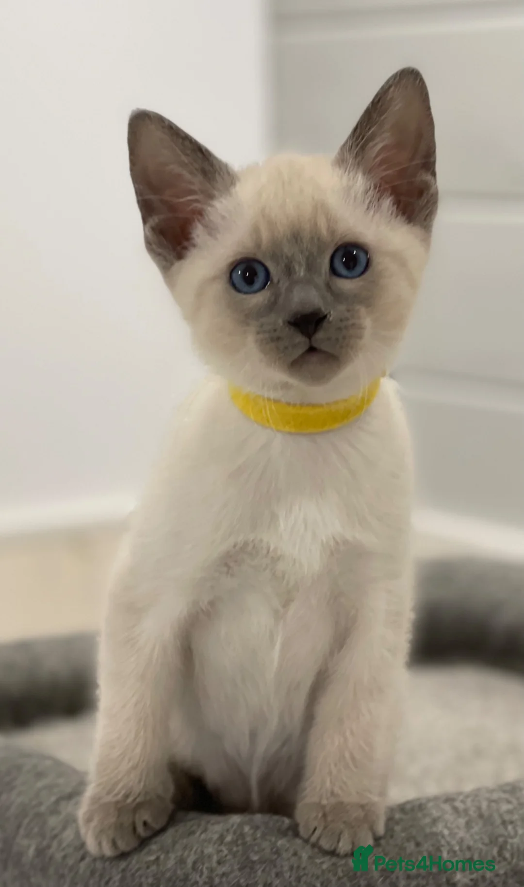 Siamese cats for sale: GCCF Registered Traditional Siamese Kittens.  - Advert 33