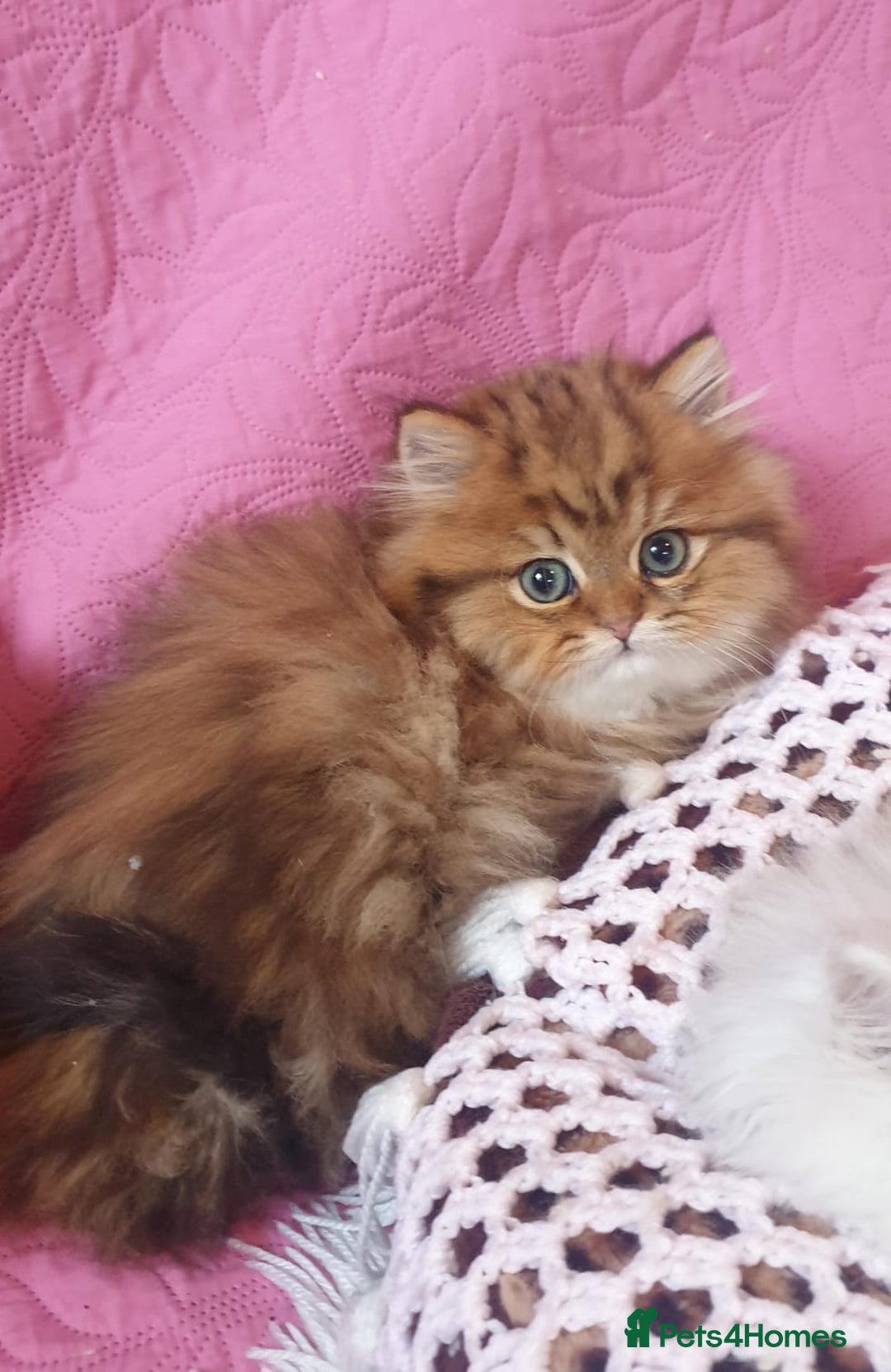 Persian cats for sale: 💖Beautiful Pedigree Chinchilla Persian Kittens. - Advert 10