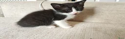 Ragdoll cats for sale: Ragdoll cross kittens - Advert 2