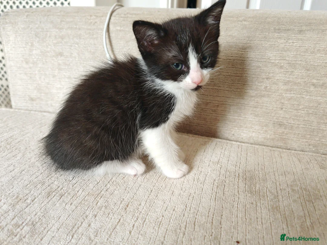Ragdoll cats for sale: Ragdoll cross kittens - Advert 2