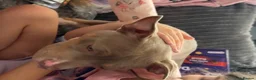 Mixed Breed dogs for sale: Mabel Female Pocket Bully - Advert 2