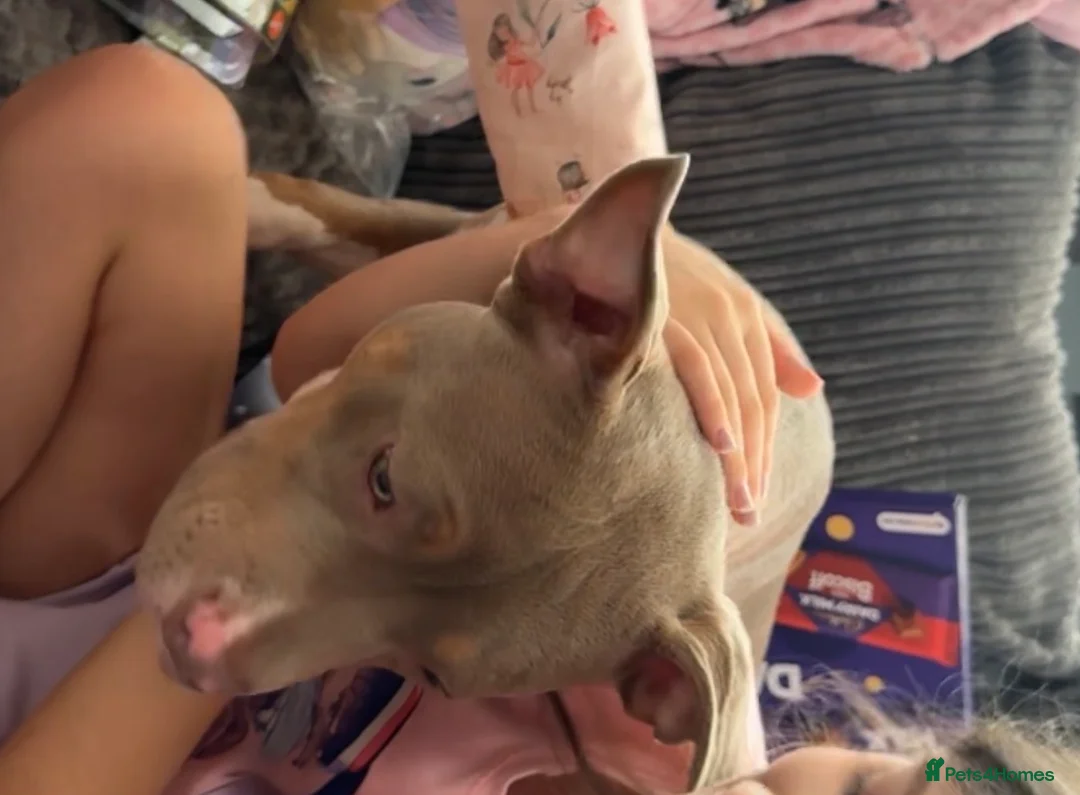 Mixed Breed dogs for sale: Mabel Female Pocket Bully - Advert 2