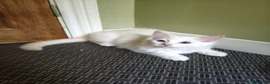 Ragdoll 1