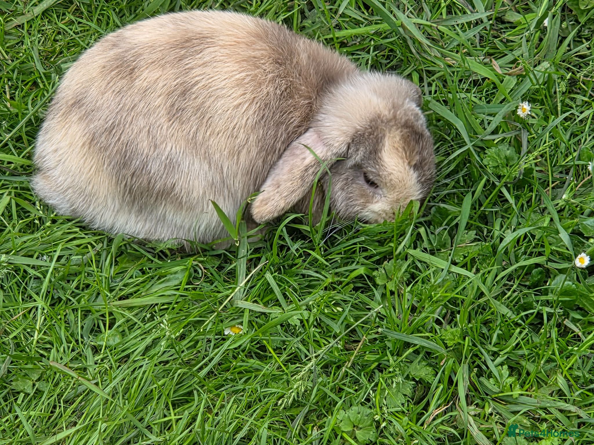 Mini Lop rabbits 3 choc harli mini lops - Advert 13