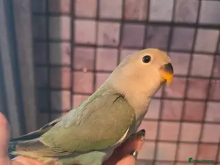 Lovebirds birds Baby love bird - Advert 11