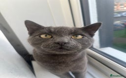 Russian Blue cats for sale: A beautiful cat looking for a new home  - Image 8