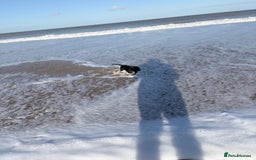 Cocker Spaniel dogs for sale: 12 week old cocker spaniel - Image 5