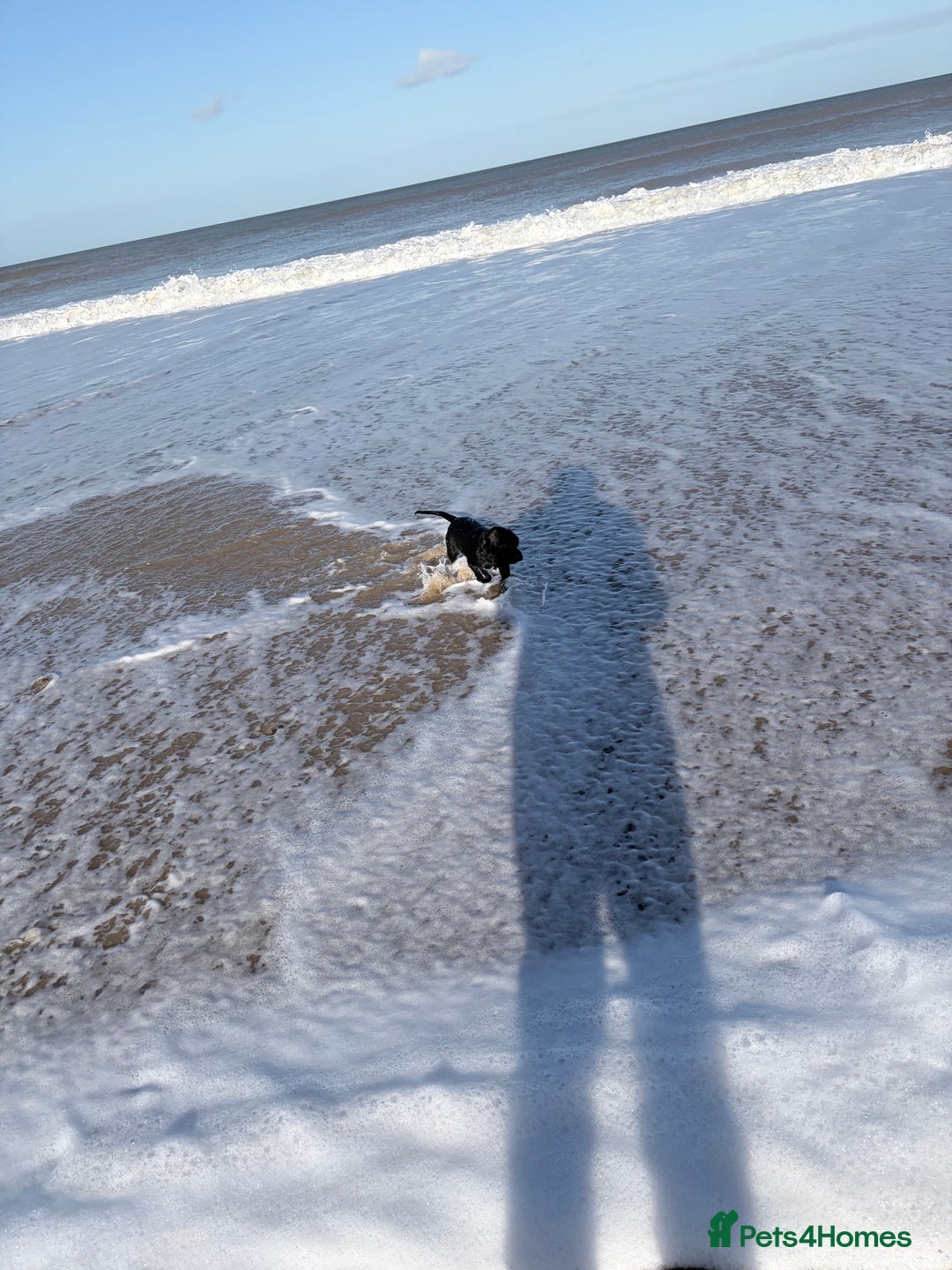 Cocker Spaniel dogs for sale: 12 week old cocker spaniel - Image 5