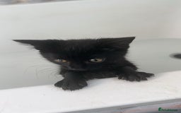 Mixed Breed cats for sale: Kitten  - Image 1