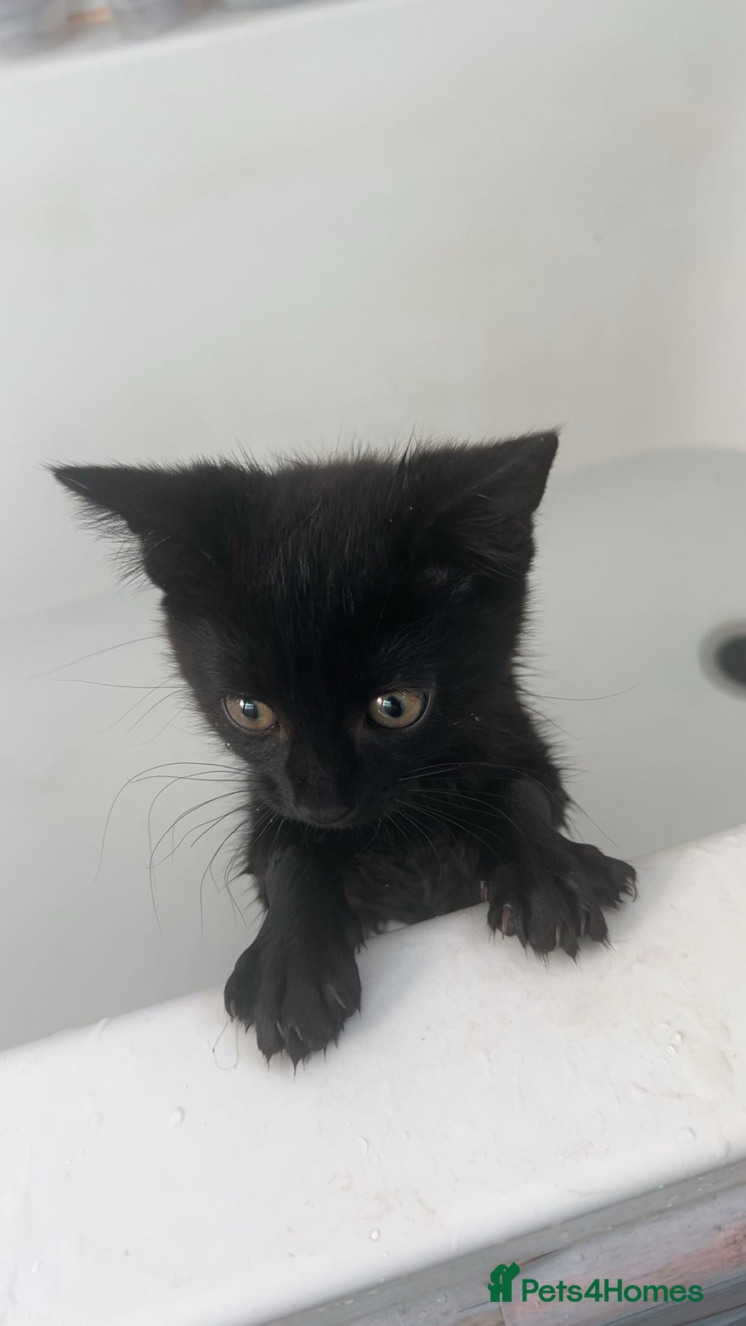 Mixed Breed cats for sale: Kitten  - Image 1